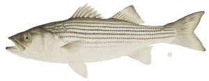 striped_bass