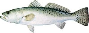 speckled_trout